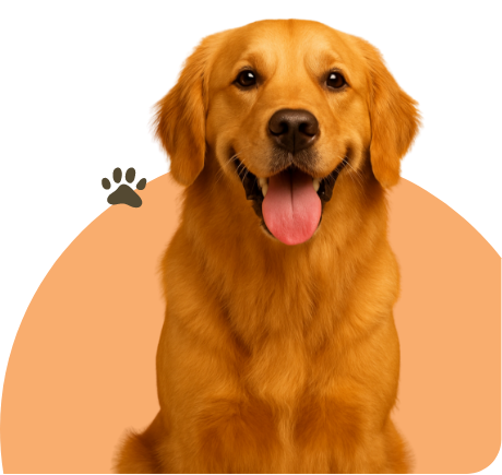 Adult Dog